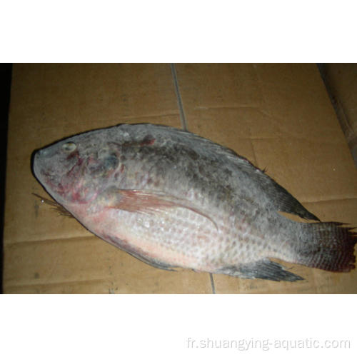 Fish de tilapia noir rond entier 300-500G